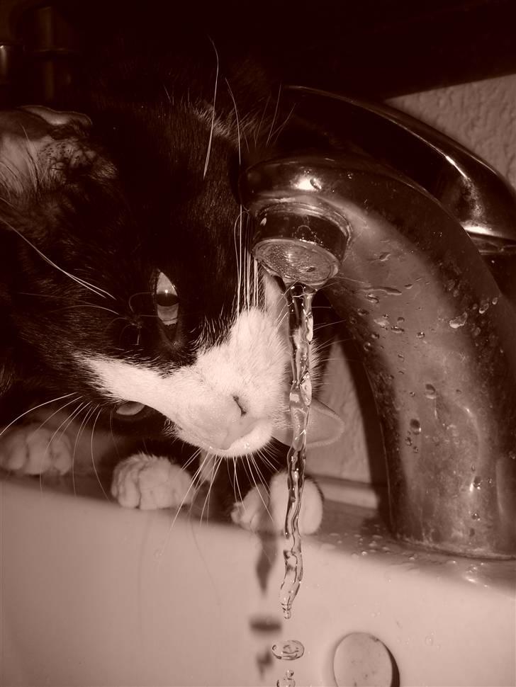 Huskat Mr. Kaizer - Vandhanevand er altid bedre. billede 5