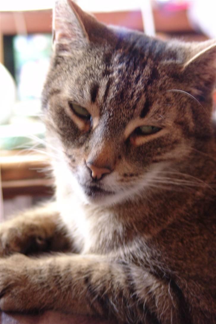 Huskat Mickey - R.I.P - Look at me! I´m so pretty! billede 11