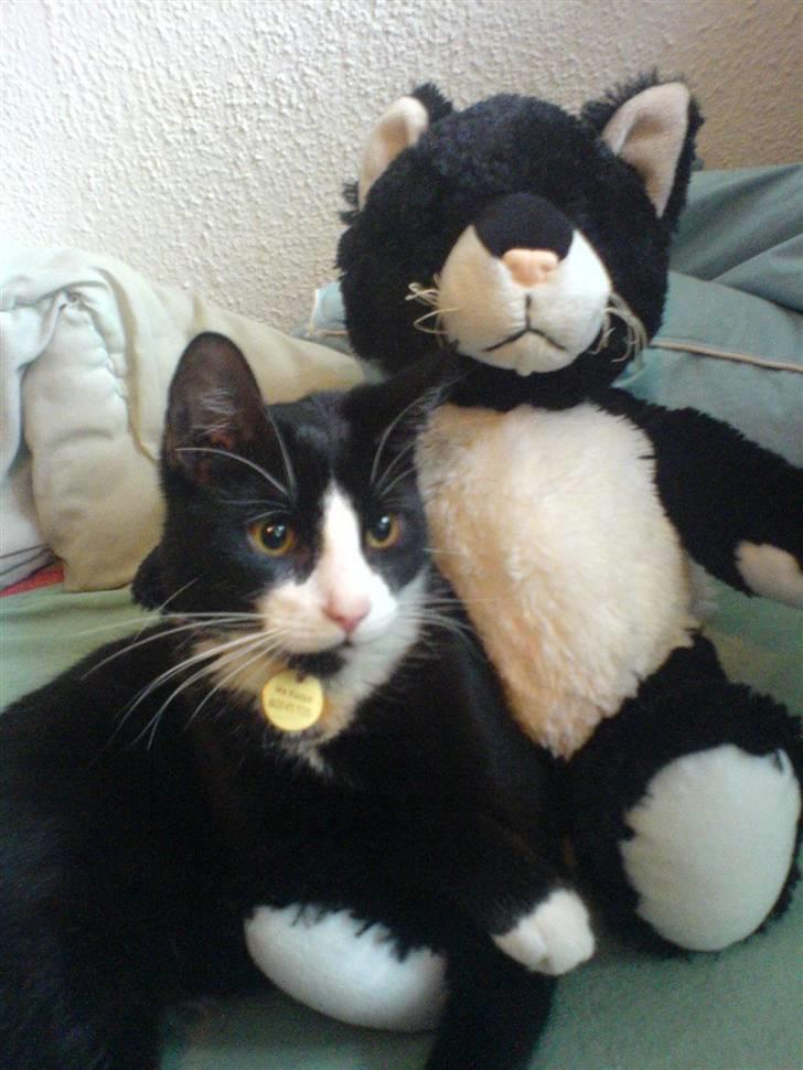 Huskat Mr. Kaizer - Kaizer og Stockholm, som snydt ud af næsen! billede 6