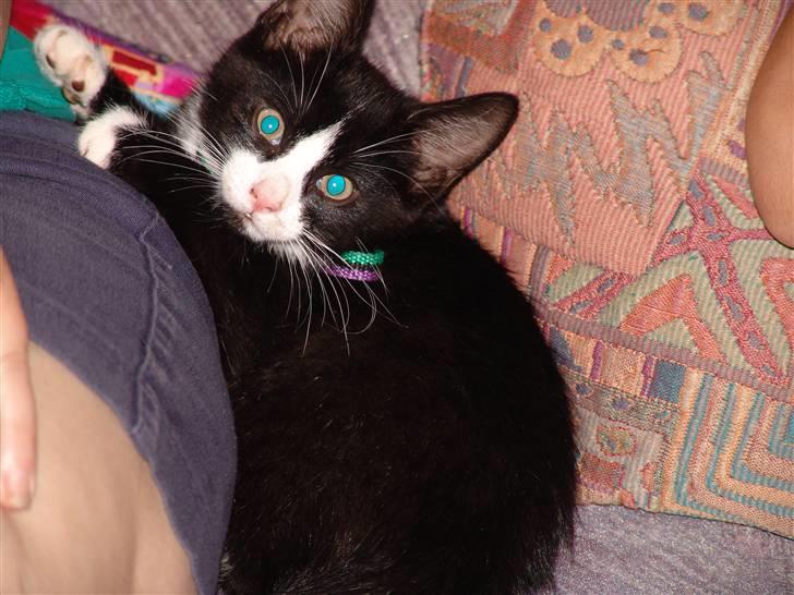 Huskat Mr. Kaizer - Da Kaizer var et lille purk billede 7