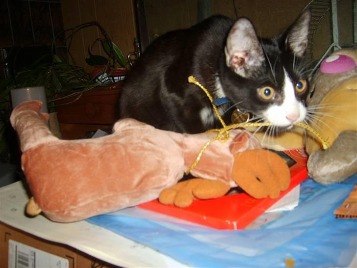 Huskat Mr. Kaizer - Der tygges lidt i elgen billede 8