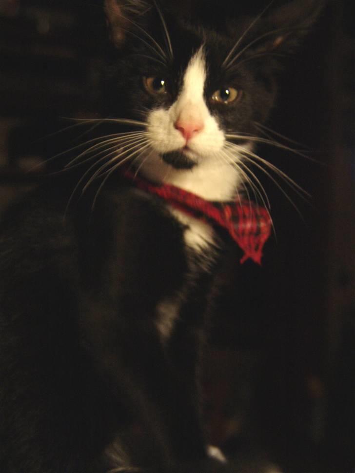 Huskat Mr. Kaizer - Den charmerende charmetrold, da han var ganske ung, stadig lige så good looking som han er endnu, og altid vil være! billede 9