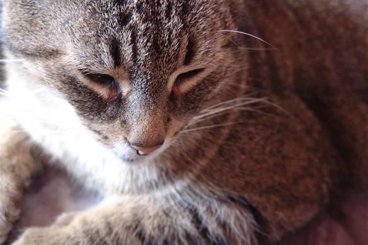 Huskat Mickey - R.I.P billede 12