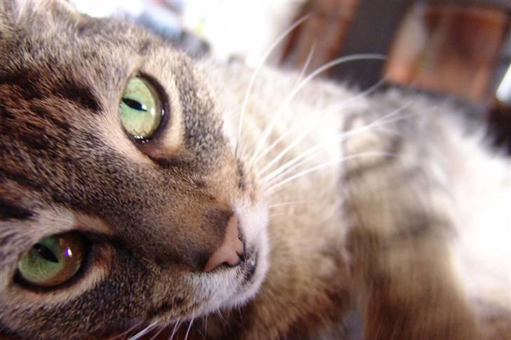 Huskat Mickey - R.I.P billede 13