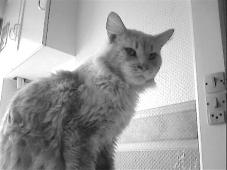 Maine Coon Joey billede 9