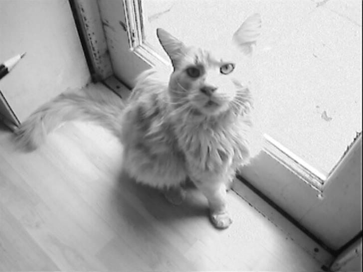 Maine Coon Joey billede 10