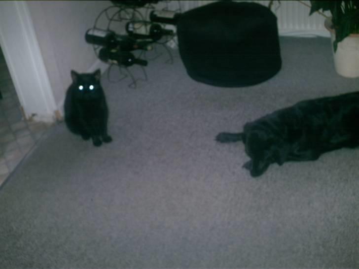 Blanding af racer Brutalis (Bortløbet) billede 14