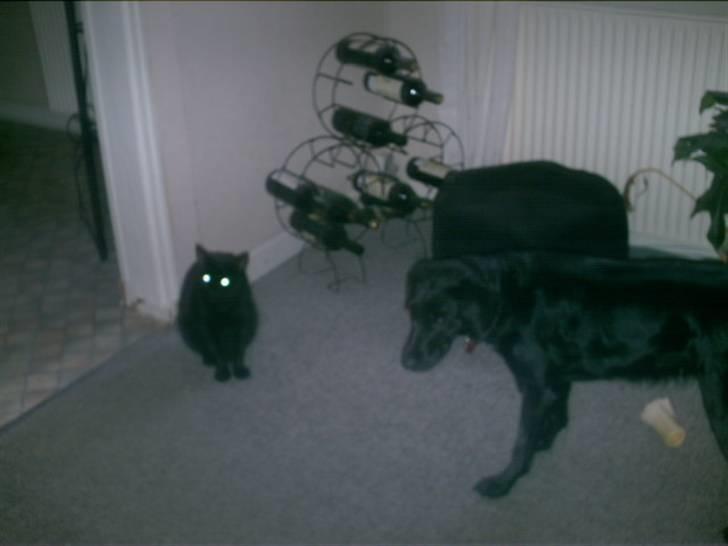 Blanding af racer Brutalis (Bortløbet) billede 15