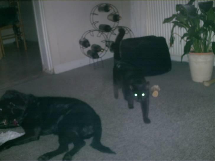 Blanding af racer Brutalis (Bortløbet) billede 16