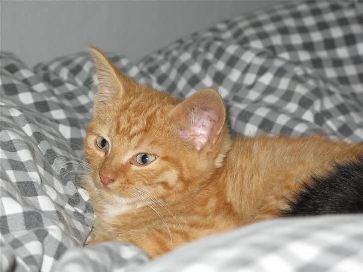 Blanding af racer Homer - RIP billede 1