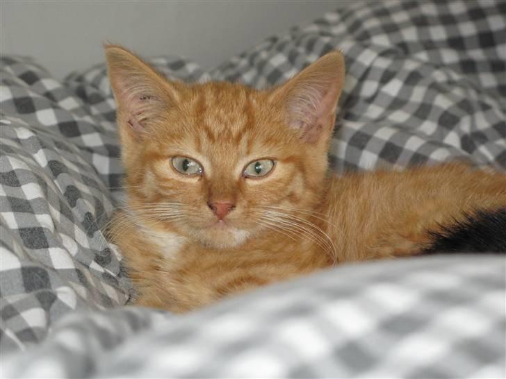 Blanding af racer Homer - RIP billede 2