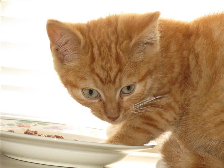 Blanding af racer Homer - RIP billede 3