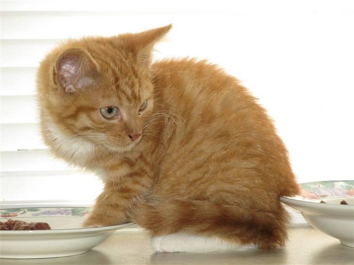 Blanding af racer Homer - RIP billede 4