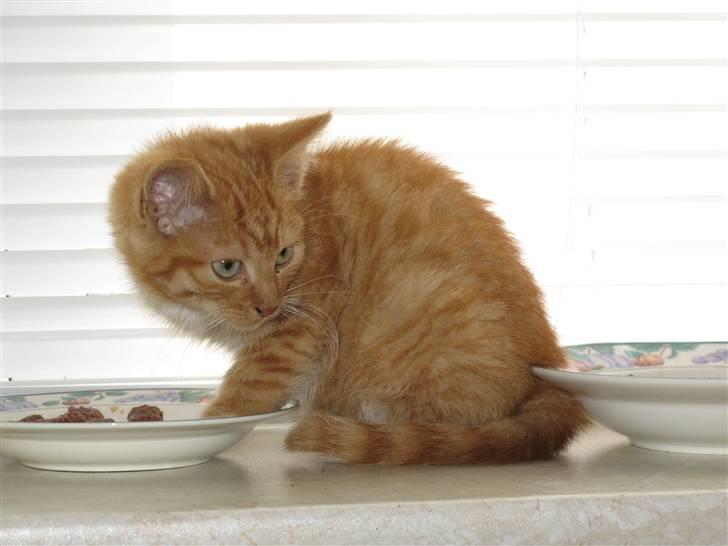 Blanding af racer Homer - RIP billede 5