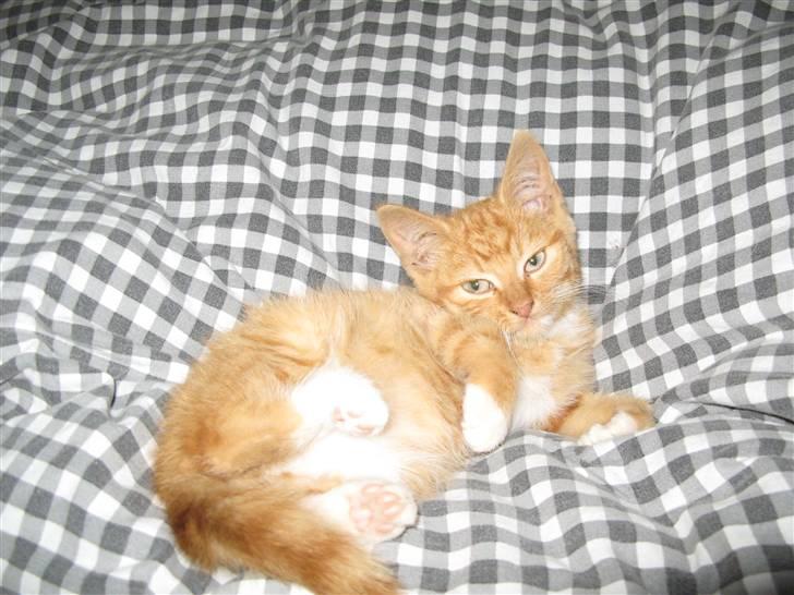 Blanding af racer Homer - RIP billede 6