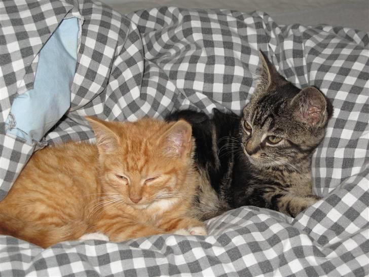 Blanding af racer Homer - RIP billede 7