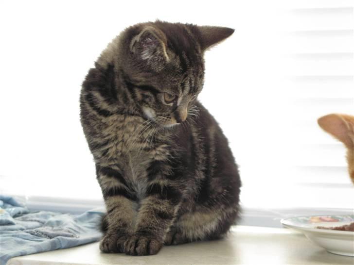 Blanding af racer Ingolf - RIP billede 1