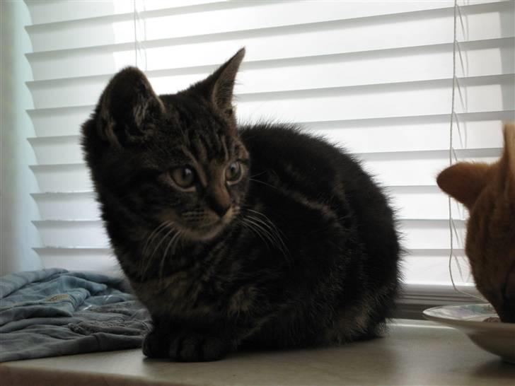 Blanding af racer Ingolf - RIP billede 2