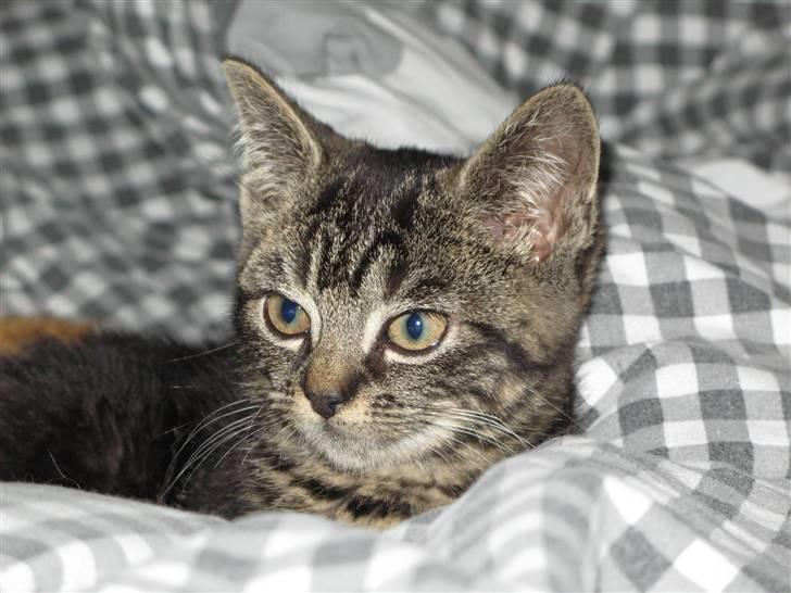 Blanding af racer Ingolf - RIP billede 3