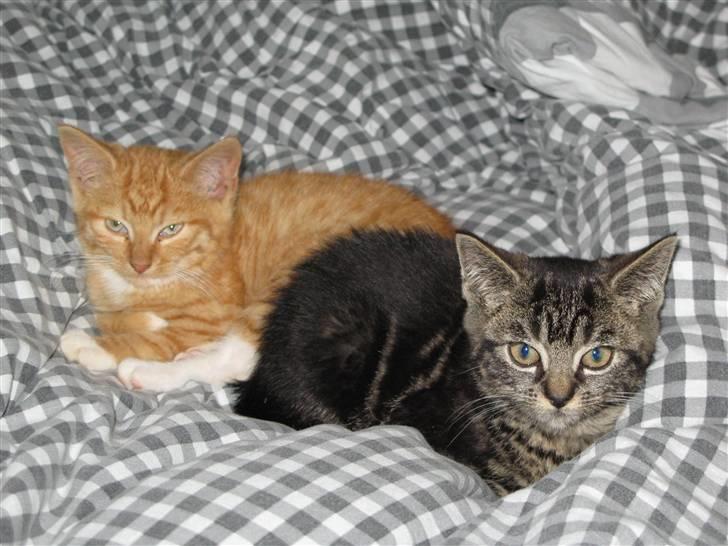 Blanding af racer Ingolf - RIP billede 4