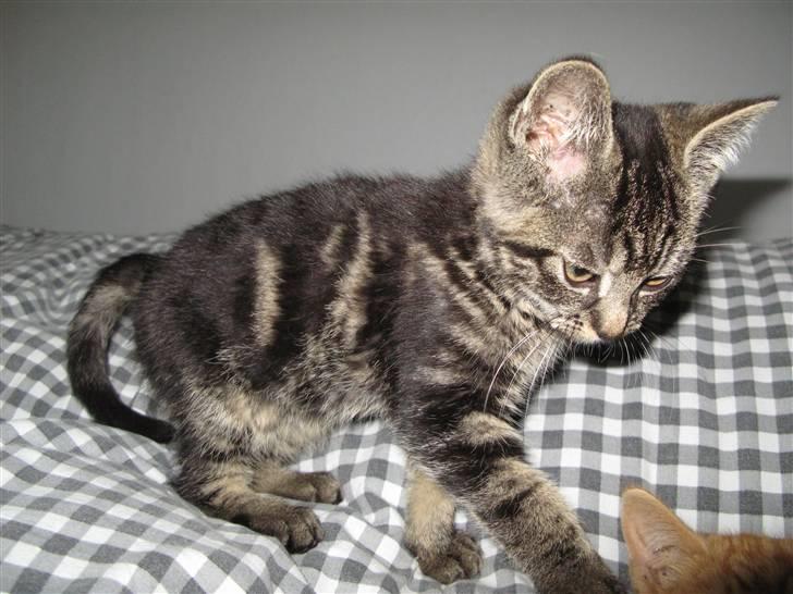 Blanding af racer Ingolf - RIP billede 5