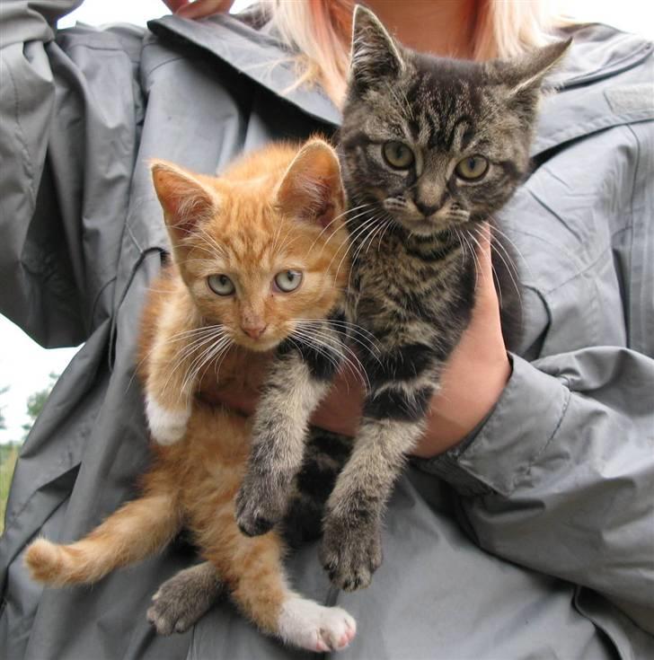 Blanding af racer Ingolf - RIP billede 6