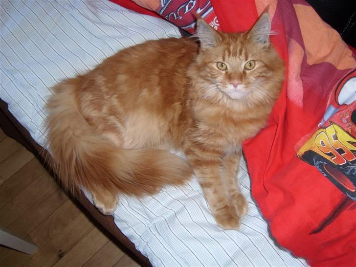 Maine Coon simba billede 1