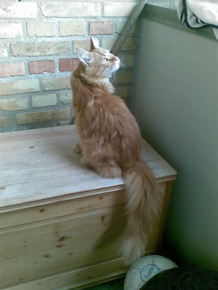 Maine Coon simba billede 2