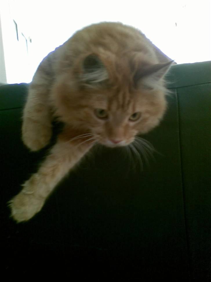 Maine Coon simba billede 3