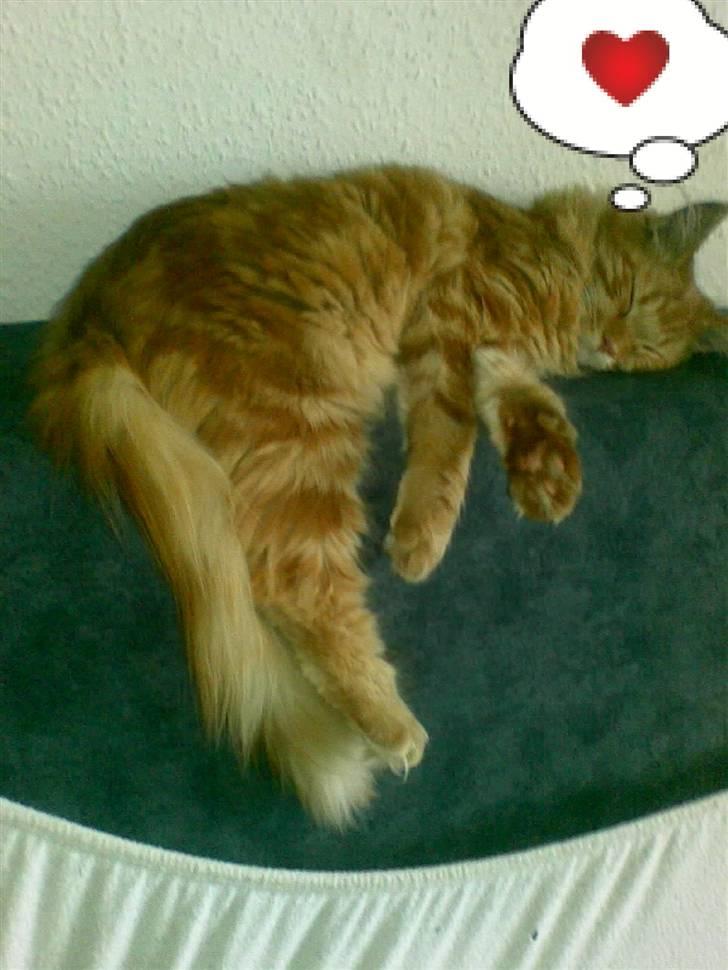 Maine Coon simba billede 4