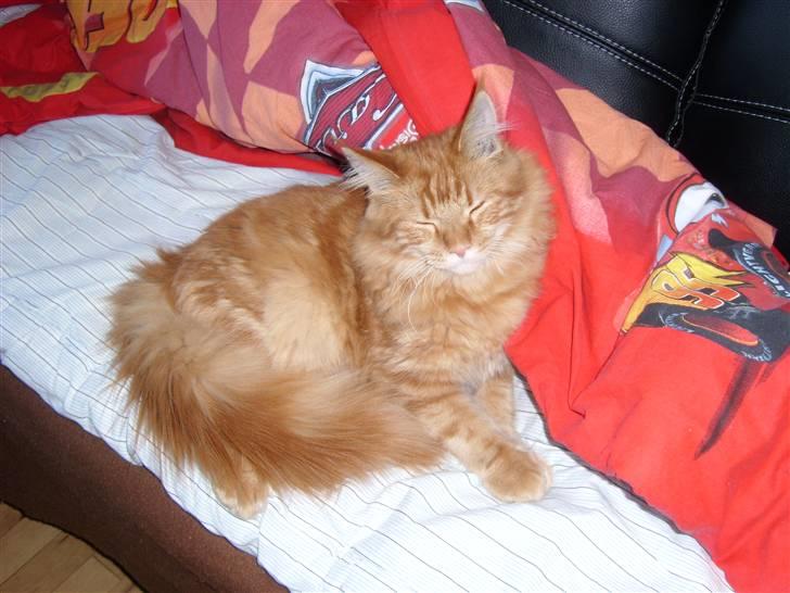 Maine Coon simba billede 5