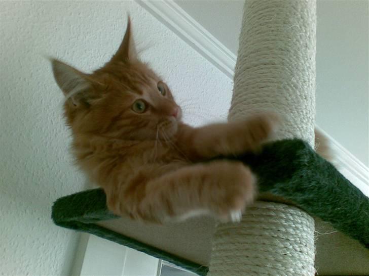 Maine Coon simba billede 6