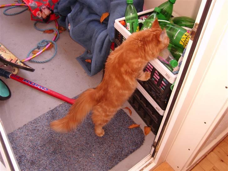 Maine Coon simba billede 7