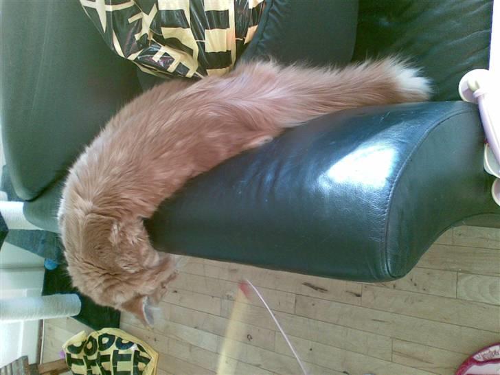 Maine Coon simba billede 8