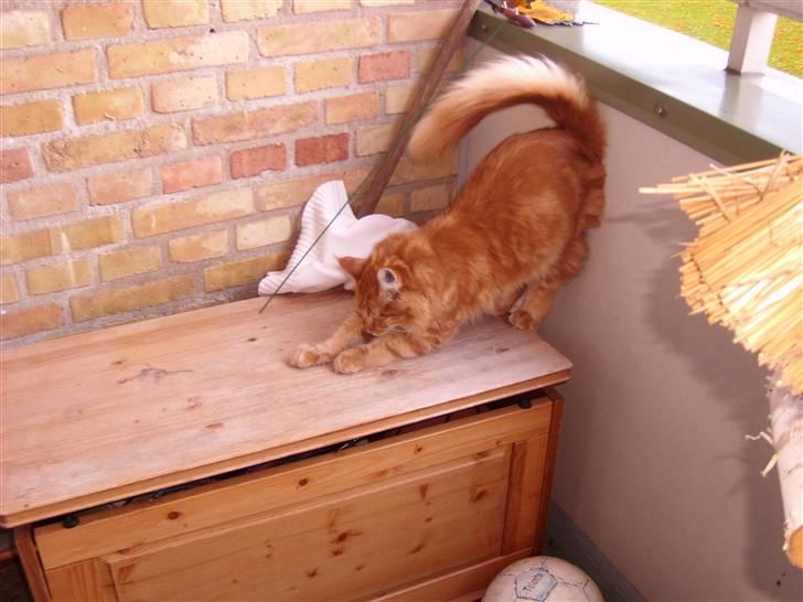 Maine Coon simba billede 9