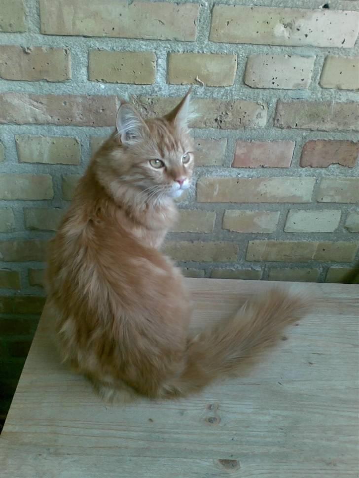 Maine Coon simba billede 10