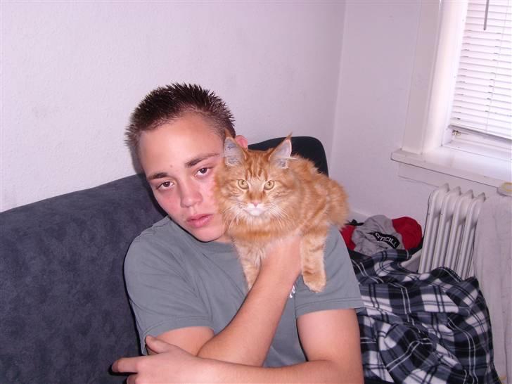 Maine Coon simba billede 11