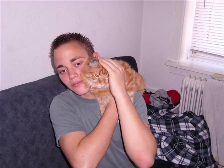 Maine Coon simba billede 12