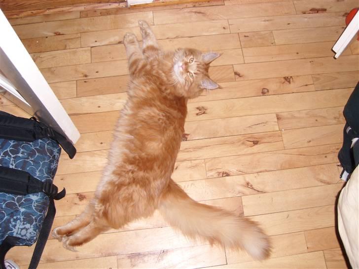 Maine Coon simba billede 13