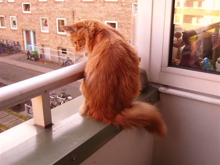 Maine Coon simba billede 14