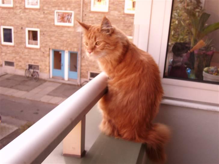 Maine Coon simba billede 15