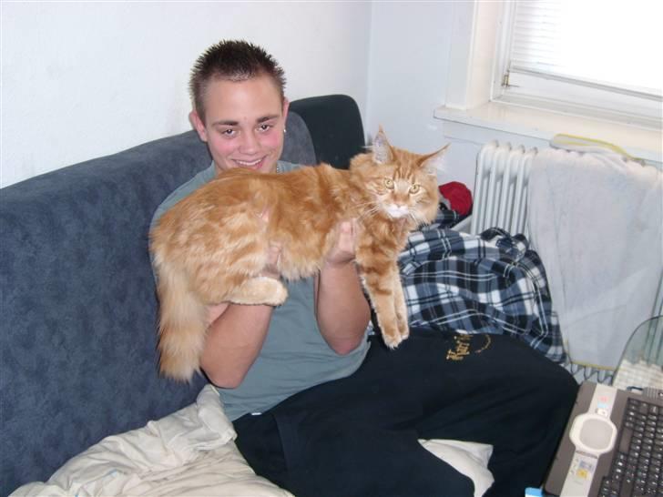 Maine Coon simba billede 16