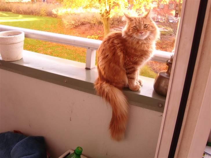 Maine Coon simba billede 17