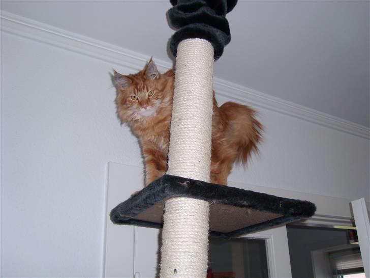 Maine Coon simba billede 18