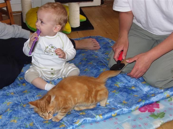 Maine Coon simba billede 19