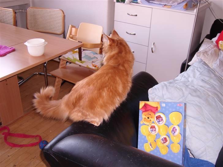 Maine Coon simba - 6 mdr og 6 dage... billede 20