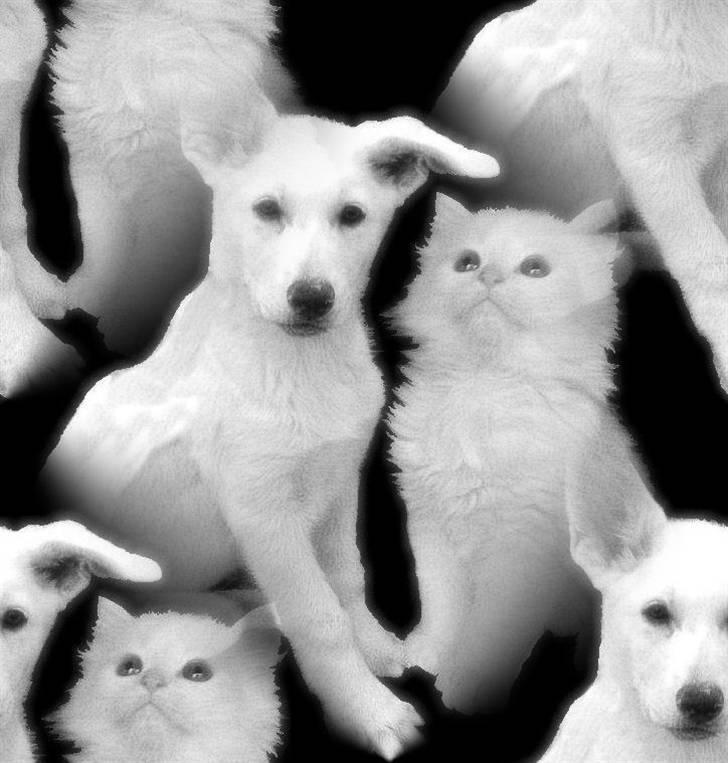 Maine Coon artur billede 19