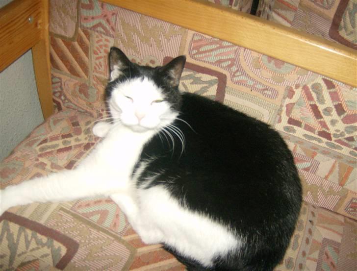 Huskat MissMus billede 1