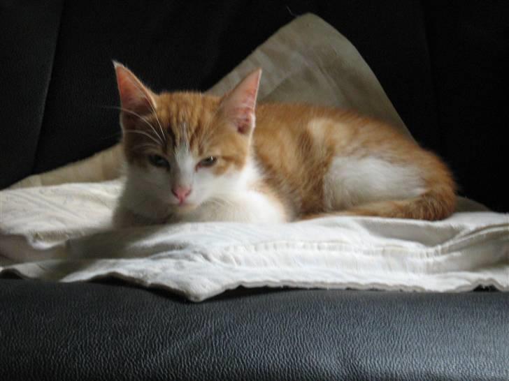 Huskat Garfield og Futte - hej jeg er Garfield billede 1