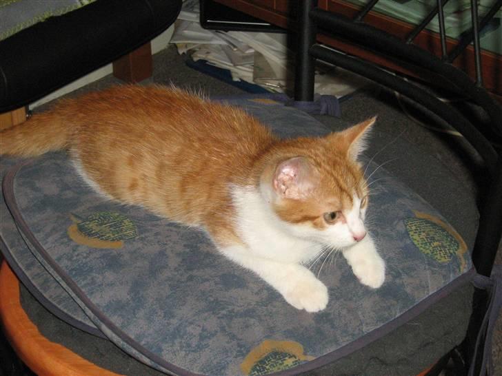 Huskat Garfield og Futte - har lige fået øje på Aron billede 4